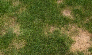 Spots in Grass Caused by Dog Urine