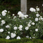 6 White Shrub Rose