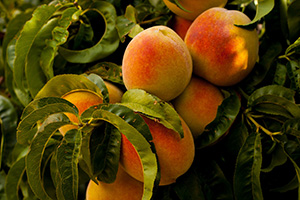 LaBahn's Landscaping Edible Gardening Peach Trees