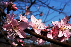 plum tree blossoms san diego fruit trees