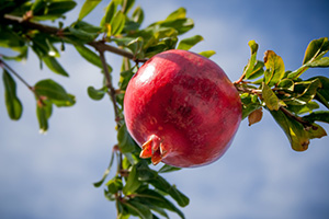 Pomegranate trees san diego