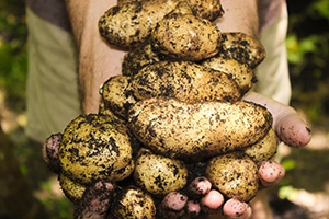 Vegetable Gardening, Potatoes, San Diego, LaBahn's Landscaping