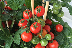 How to Grow Tomatoes, San Diego, CA