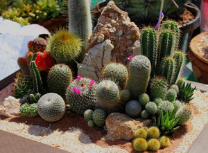 Desert Landscaping, Xeriscapes | LaBahn's Landscaping, San Diego