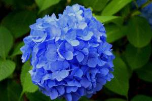 hydrangea and other poisonous plants | LaBahn's Landscaping, San Diego, California
