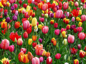 tulips and other poisonous plants to avoid | LaBahn's Landscaping