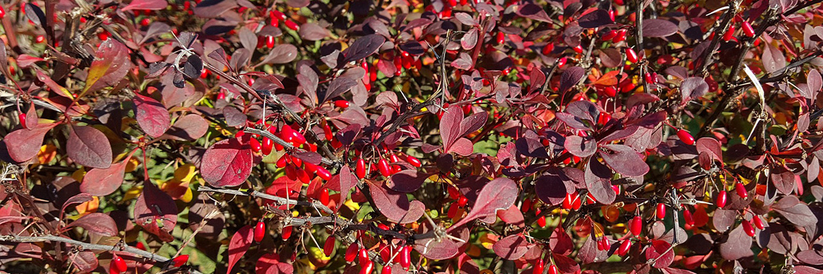 barberry | security shrubs | LaBahn's Landscaping, San Diego