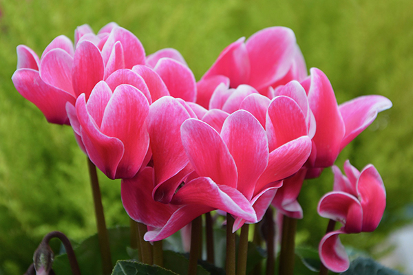 Cyclamen | Winter Color Flowers for San Diego | LaBahn's Landscaping