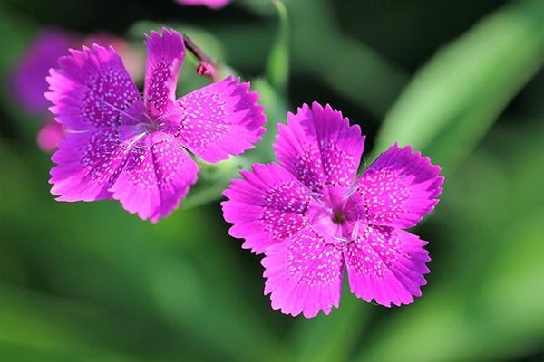 Dianthus Armeria | Winter Color Flowers for San Diego | LaBahn's Landscaping