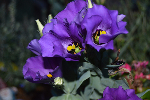 Lisianthus | Winter Color Flowers for San Diego | LaBahn's Landscaping