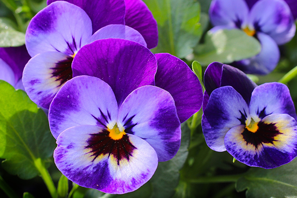 Pansies | Winter Color Flowers for San Diego | LaBahn's Landscaping