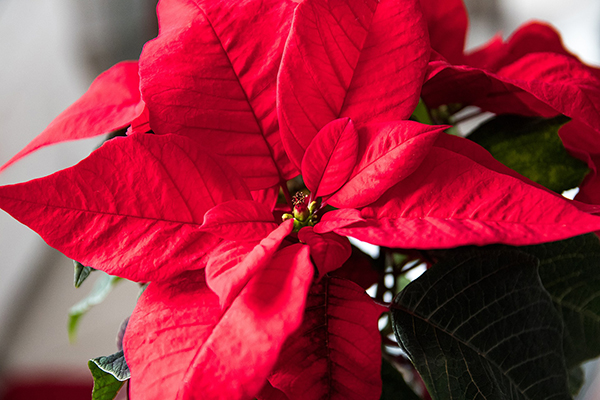 Poinsettia | Winter Color Flowers for San Diego | LaBahn's Landscaping