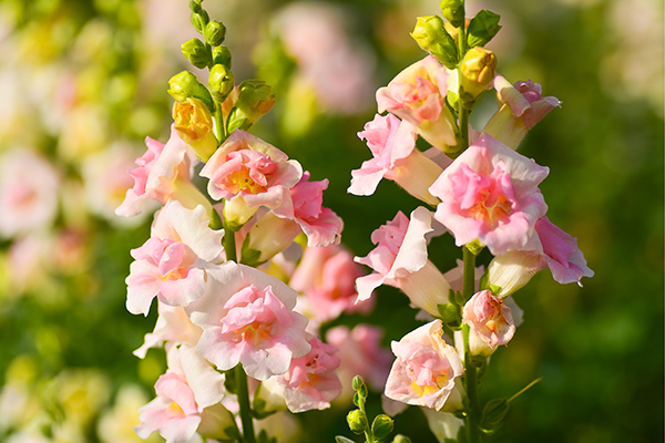Snapdragons | Winter Color Flowers for San Diego | LaBahn's Landscaping