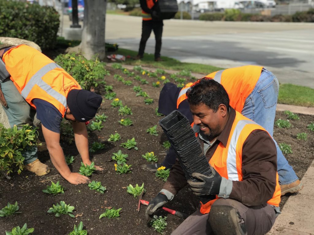 LaBahn's Landscaping Team Installing New Color
