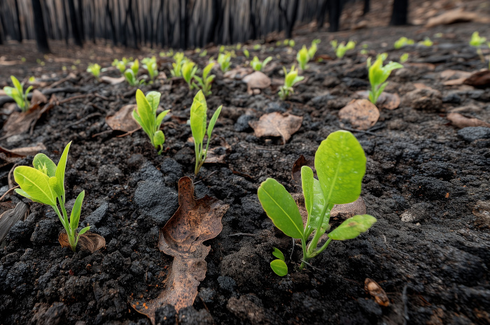 Fire Damage Restoration